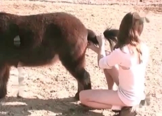 Awesome animal anal sex in close-up