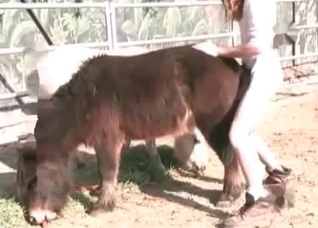 Awesome animal anal sex in close-up