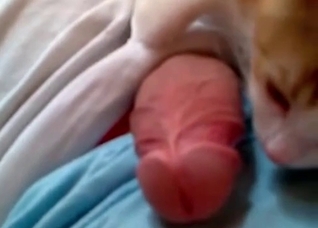 Pretty hot action with a nice zoophile