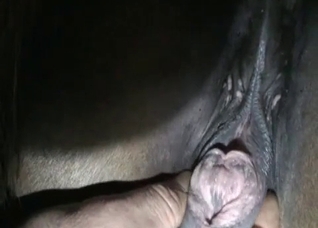 Crazy bestial action in close-up