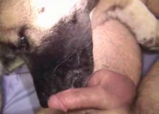 Juicy doggy is really enjoys animal sex