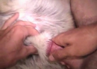 Juicy doggy is really enjoys animal sex