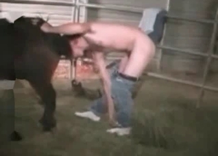 Awesome babes are enjoying bestiality