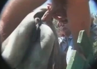 Animal is being anally drilled