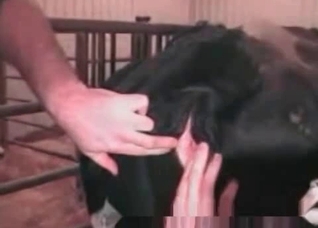 Filthy horse enjoys bestiality