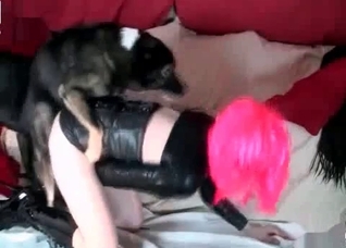 Two dogs are enjoying a hot sex