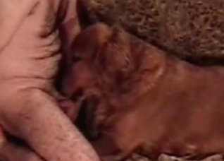 Hardcore retriever and a horny guy