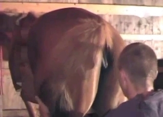 Male fucks a hardcore stallion