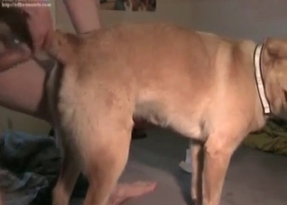 Retriever is enjoying anal action