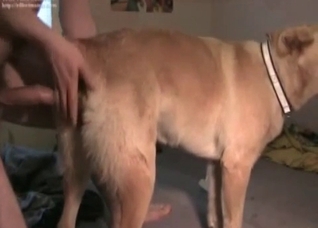 Retriever is enjoying anal action