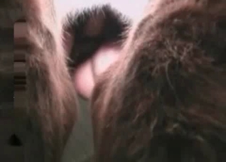 Pretty enjoyable sex with a horse