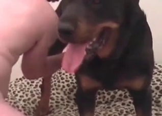 Black hound fucks with a slutty chick