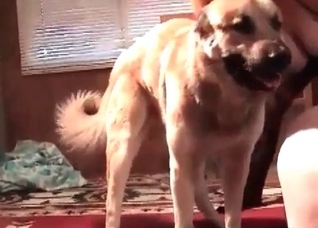 Blonde milf enjoys her retriever