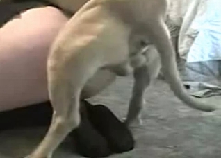 Small puppy is fucking so fast