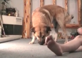 Retriever fucks her puss so fast