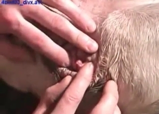 Amateur group sex with a Retriever