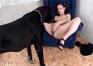 Impressive oral sex with a Doberman