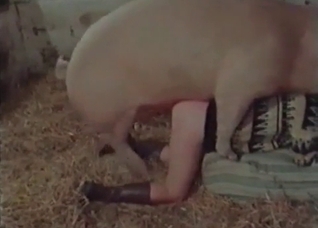 Pig is fucking with a nice woman