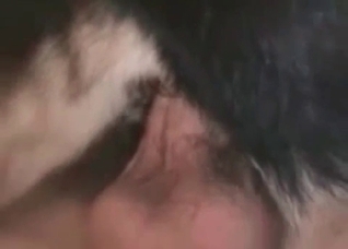 Dirty Shepherd is being fucked and licked