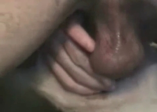 Dirty Shepherd is being fucked and licked