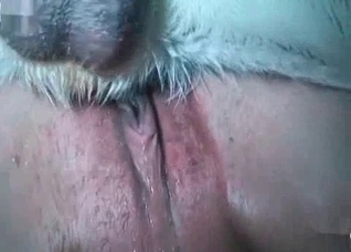 Hot zoophile and two sweet retrievers