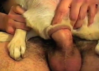 Small doggy is being fucked in the ass