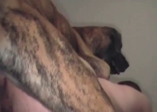 Amazing doggy is enjoying nasty anal sex