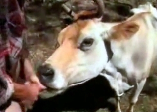 Sweet cow enjoys outdoor bestiality