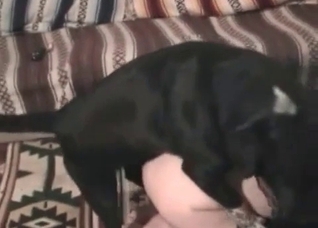 Nasty doggy is being licked and fucked