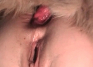 Nasty doggy is being licked and fucked