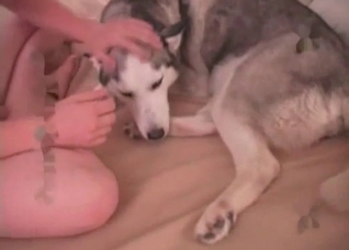 Husky is sucking a juicy vagina