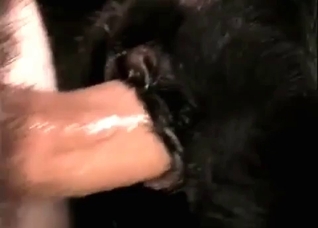 Small horse is getting anally fucked