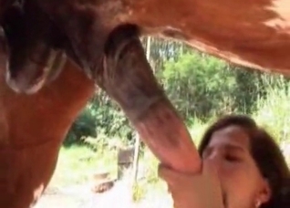 Brown mare is getting a nice blowjob
