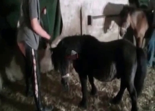 Brutal sex with a sensual pony