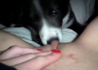 Dirty husky is licking her vagina