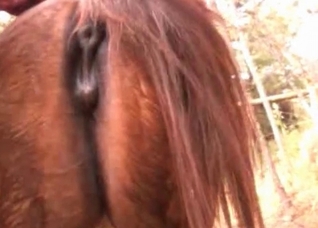 Young pony is being anally fucked