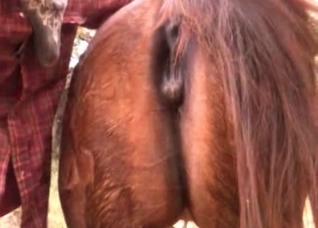 Young pony is being anally fucked