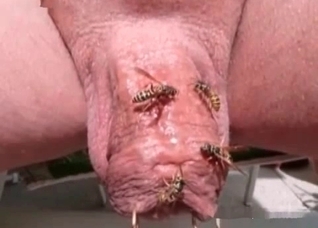 Insects in the nasty bestiality