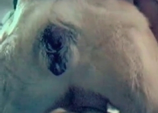 Hot amateur bestial sex in the bed