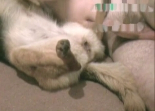 Shepherd is being anally fucked