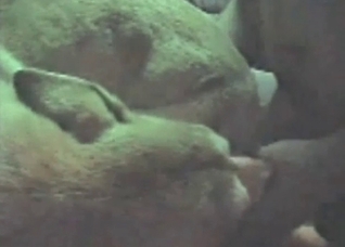 Small white dog is being fucked in ass