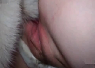 Sexy doggy is getting into bestiality