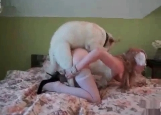 Sexy doggy is getting into bestiality