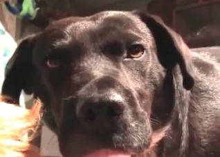 Sweet bestial action with a milf