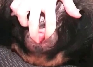 Sexy dark dog is being fucked hard