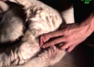 Farm animal fucks in the asshole