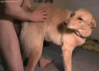 Impressive sex with a nice retriever