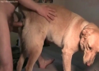 Impressive sex with a nice retriever