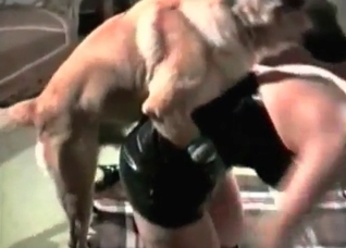 Retriever is licking her nice vagina