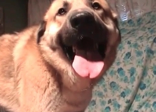 Retriever fucks her small vagina